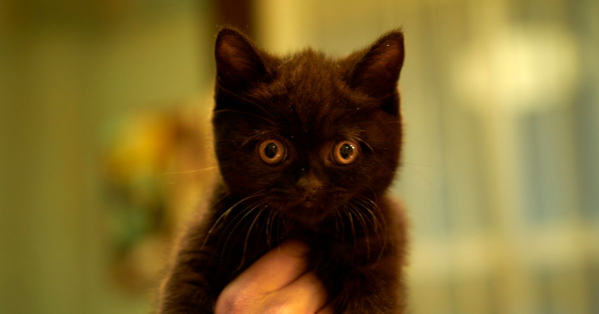 はな恋」バロンは3匹の猫が演じていた!ドラマや映画で大活躍の