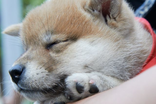 見よ！このモエモエなワンコの姿を!!「幼獣マメシバ」フォトギャラリー：フォトギャラリー