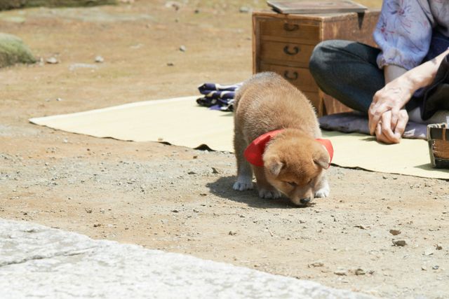 見よ！このモエモエなワンコの姿を!!「幼獣マメシバ」フォトギャラリー（2枚目）
