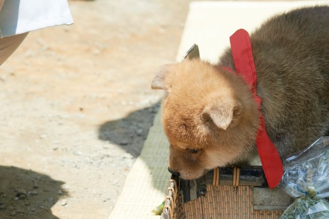 見よ！このモエモエなワンコの姿を!!「幼獣マメシバ」フォトギャラリー（3枚目）