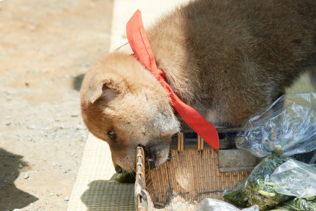 見よ！このモエモエなワンコの姿を!!「幼獣マメシバ」フォトギャラリー（4枚目）