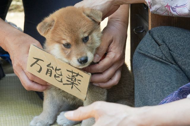 見よ！このモエモエなワンコの姿を!!「幼獣マメシバ」フォトギャラリー（5枚目）