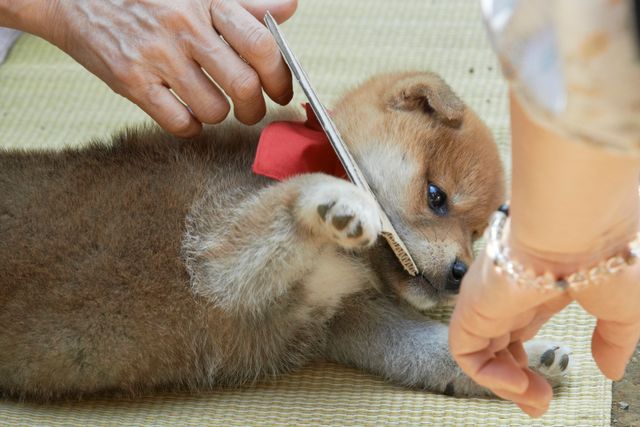 見よ！このモエモエなワンコの姿を!!「幼獣マメシバ」フォトギャラリー（6枚目）