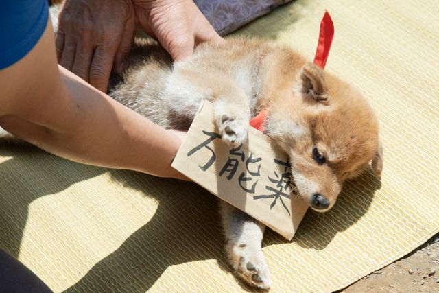 見よ！このモエモエなワンコの姿を!!「幼獣マメシバ」フォトギャラリー（7枚目）