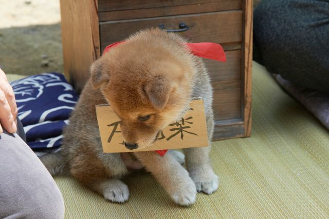 見よ！このモエモエなワンコの姿を!!「幼獣マメシバ」フォトギャラリー（8枚目）