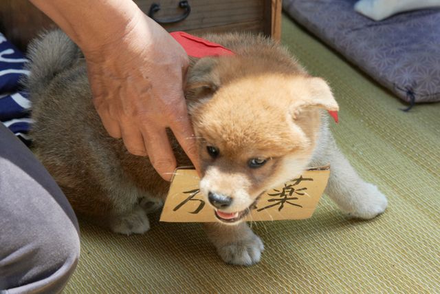 見よ！このモエモエなワンコの姿を!!「幼獣マメシバ」フォトギャラリー（9枚目）