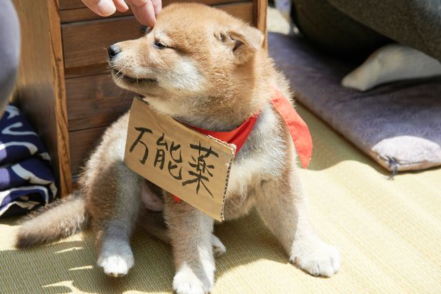 見よ！このモエモエなワンコの姿を!!「幼獣マメシバ」フォトギャラリー（10枚目）