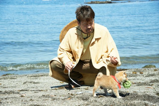 見よ！このモエモエなワンコの姿を!!「幼獣マメシバ」フォトギャラリー（12枚目）