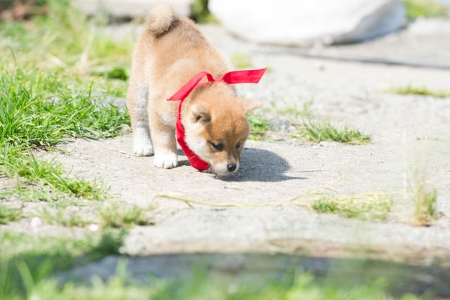 見よ！このモエモエなワンコの姿を!!「幼獣マメシバ」フォトギャラリー（13枚目）