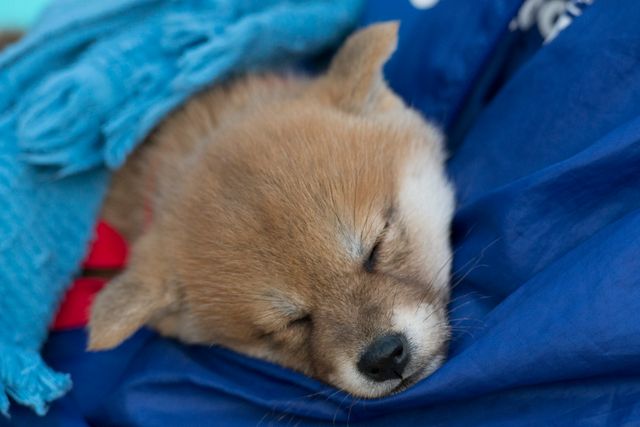 見よ！このモエモエなワンコの姿を!!「幼獣マメシバ」フォトギャラリー（14枚目）