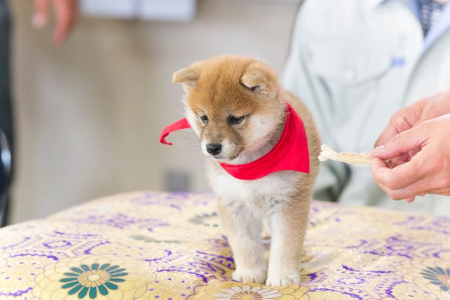 見よ！このモエモエなワンコの姿を!!「幼獣マメシバ」フォトギャラリー（15枚目）