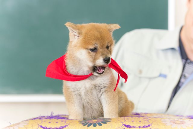 見よ！このモエモエなワンコの姿を!!「幼獣マメシバ」フォトギャラリー（16枚目）