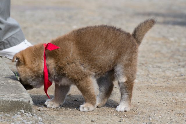 見よ！このモエモエなワンコの姿を!!「幼獣マメシバ」フォトギャラリー（17枚目）