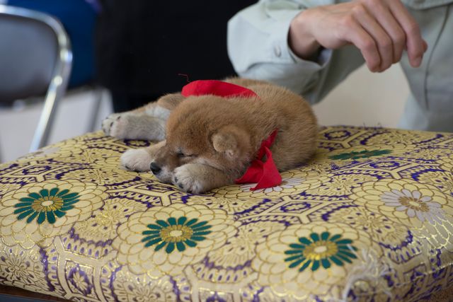 見よ！このモエモエなワンコの姿を!!「幼獣マメシバ」フォトギャラリー（18枚目）