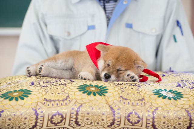 見よ！このモエモエなワンコの姿を!!「幼獣マメシバ」フォトギャラリー（19枚目）