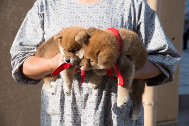 見よ！このモエモエなワンコの姿を!!「幼獣マメシバ」フォトギャラリー（20枚目）