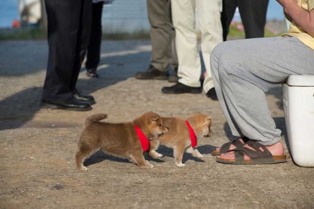 見よ！このモエモエなワンコの姿を!!「幼獣マメシバ」フォトギャラリー（21枚目）