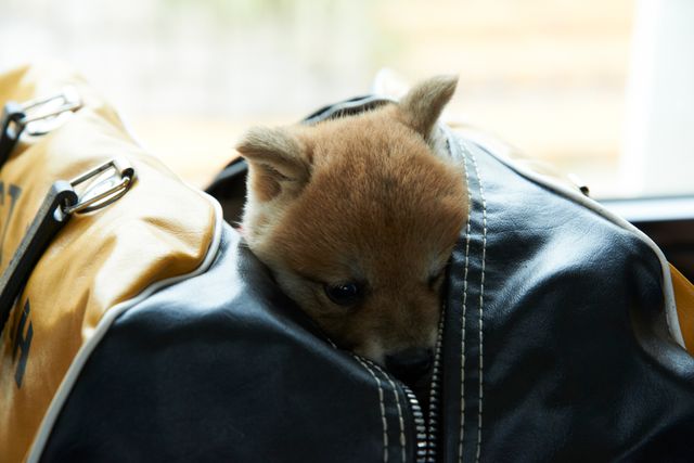 見よ！このモエモエなワンコの姿を!!「幼獣マメシバ」フォトギャラリー（22枚目）