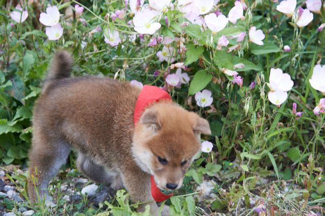 見よ！このモエモエなワンコの姿を!!「幼獣マメシバ」フォトギャラリー（23枚目）