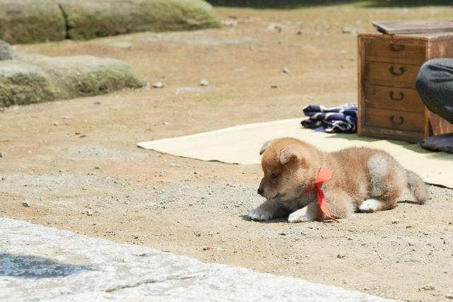 見よ！このモエモエなワンコの姿を!!「幼獣マメシバ」フォトギャラリー（25枚目）