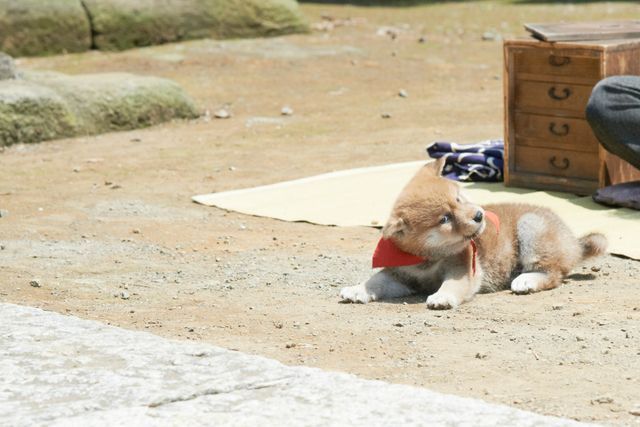 見よ！このモエモエなワンコの姿を!!「幼獣マメシバ」フォトギャラリー（26枚目）