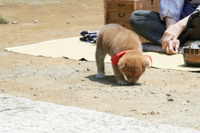 見よ！このモエモエなワンコの姿を!!「幼獣マメシバ」フォトギャラリー（27枚目）