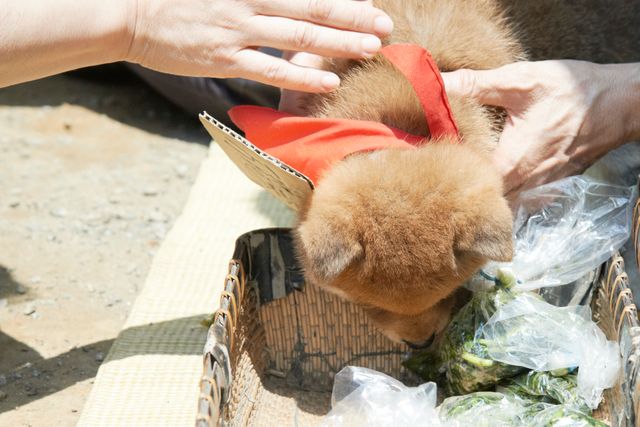 見よ！このモエモエなワンコの姿を!!「幼獣マメシバ」フォトギャラリー（28枚目）