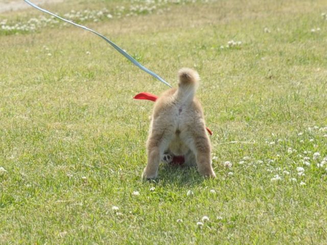 見よ！このモエモエなワンコの姿を!!「幼獣マメシバ」フォトギャラリー（29枚目）