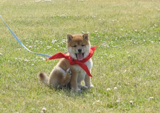 見よ！このモエモエなワンコの姿を!!「幼獣マメシバ」フォトギャラリー（30枚目）