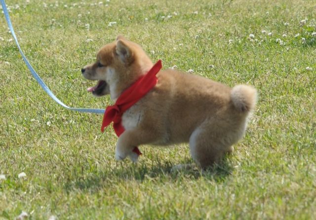 見よ！このモエモエなワンコの姿を!!「幼獣マメシバ」フォトギャラリー（31枚目）