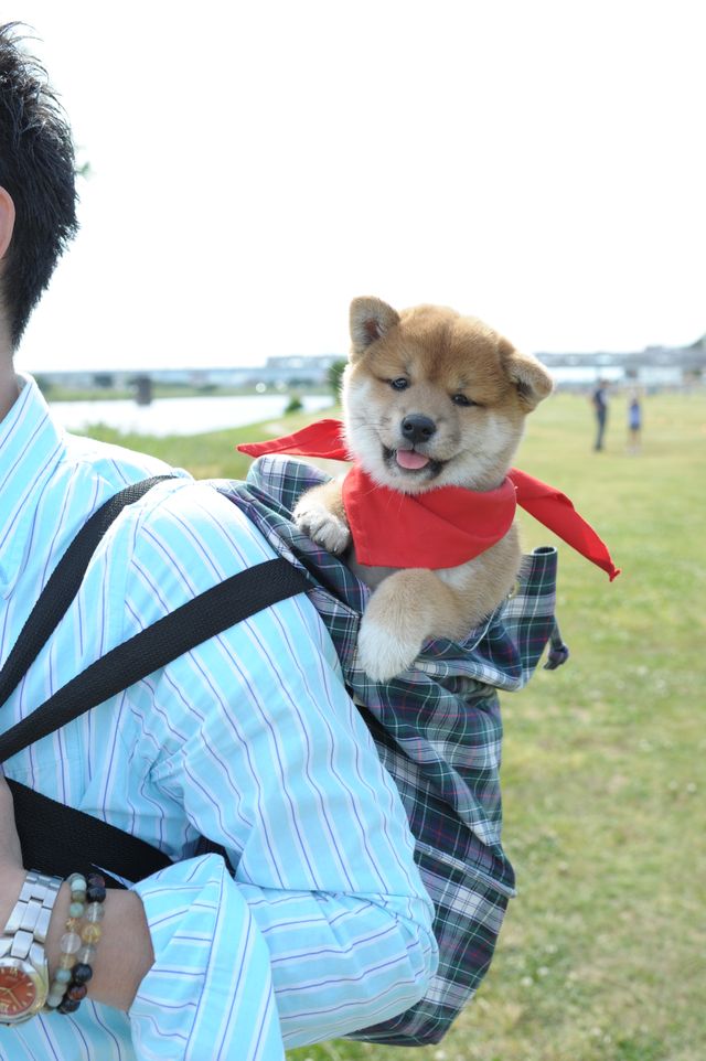 見よ！このモエモエなワンコの姿を!!「幼獣マメシバ」フォトギャラリー（32枚目）