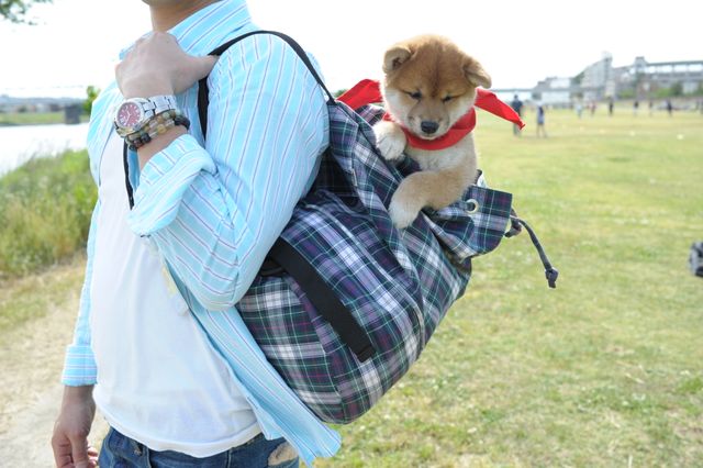 見よ！このモエモエなワンコの姿を!!「幼獣マメシバ」フォトギャラリー（33枚目）