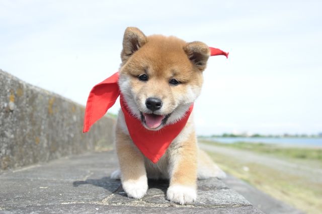 見よ！このモエモエなワンコの姿を!!「幼獣マメシバ」フォトギャラリー（34枚目）