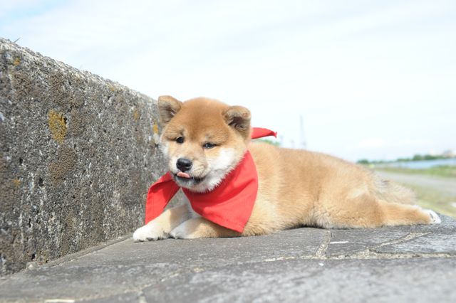 見よ！このモエモエなワンコの姿を!!「幼獣マメシバ」フォトギャラリー（35枚目）