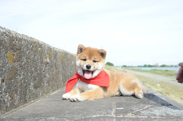 見よ！このモエモエなワンコの姿を!!「幼獣マメシバ」フォトギャラリー（36枚目）