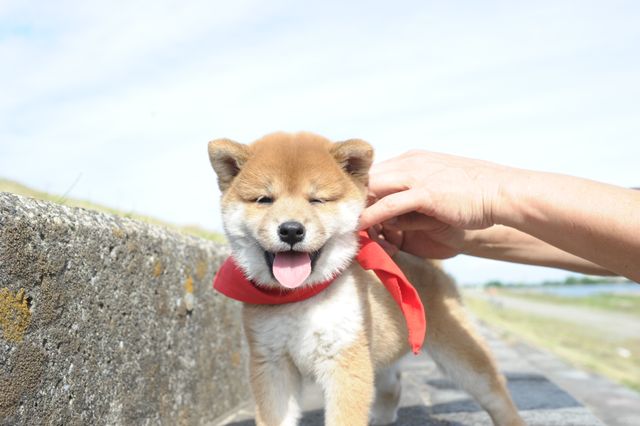 見よ！このモエモエなワンコの姿を!!「幼獣マメシバ」フォトギャラリー（37枚目）