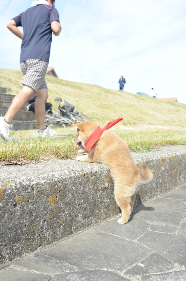 見よ！このモエモエなワンコの姿を!!「幼獣マメシバ」フォトギャラリー（38枚目）
