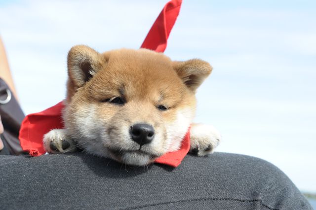 見よ！このモエモエなワンコの姿を!!「幼獣マメシバ」フォトギャラリー（39枚目）