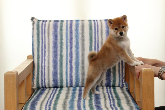 見よ！このモエモエなワンコの姿を!!「幼獣マメシバ」フォトギャラリー（40枚目）