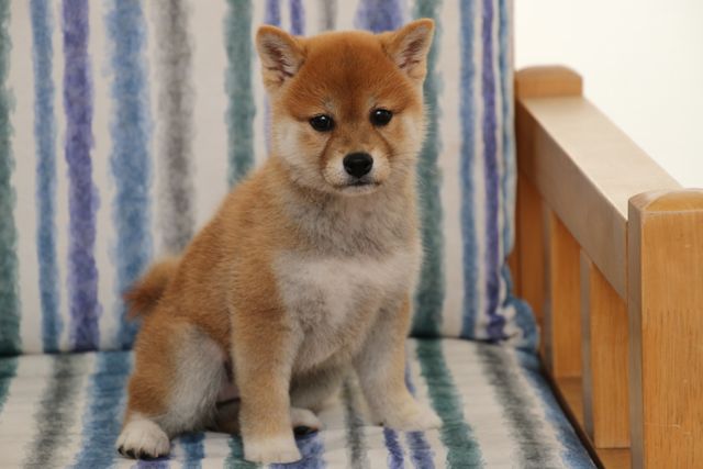 見よ！このモエモエなワンコの姿を!!「幼獣マメシバ」フォトギャラリー（41枚目）