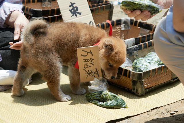 見よ！このモエモエなワンコの姿を!!「幼獣マメシバ」フォトギャラリー（42枚目）
