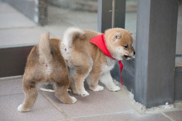 見よ！このモエモエなワンコの姿を!!「幼獣マメシバ」フォトギャラリー（44枚目）