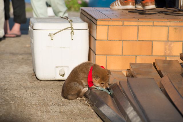 見よ！このモエモエなワンコの姿を!!「幼獣マメシバ」フォトギャラリー（45枚目）