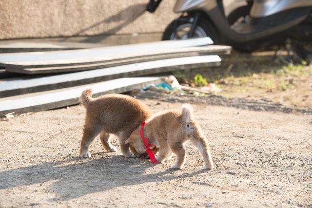 見よ！このモエモエなワンコの姿を!!「幼獣マメシバ」フォトギャラリー（46枚目）