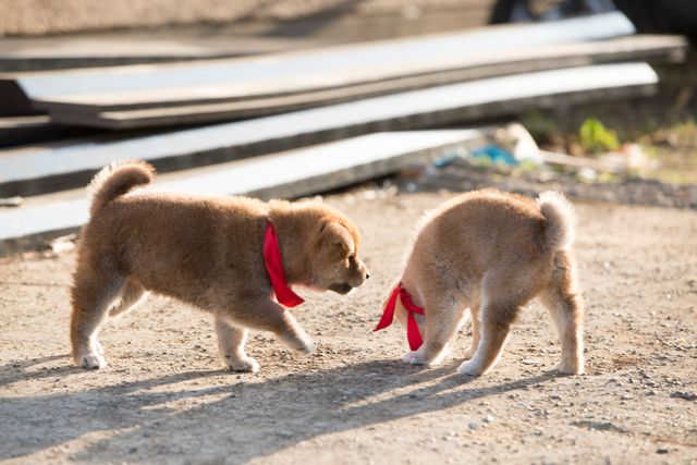 見よ！このモエモエなワンコの姿を!!「幼獣マメシバ」フォトギャラリー（47枚目）