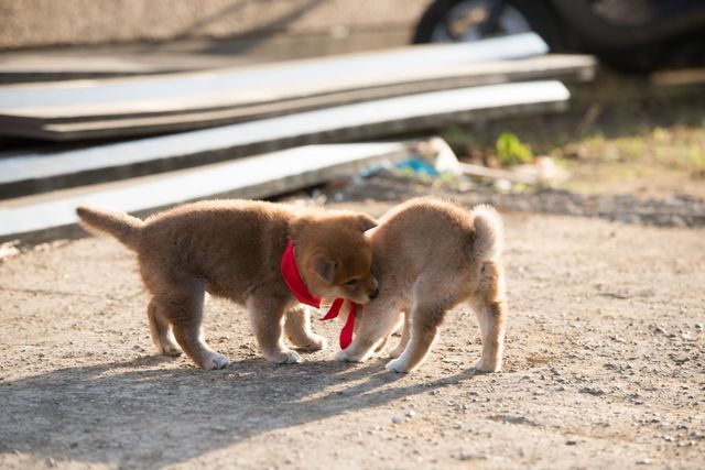見よ！このモエモエなワンコの姿を!!「幼獣マメシバ」フォトギャラリー（48枚目）