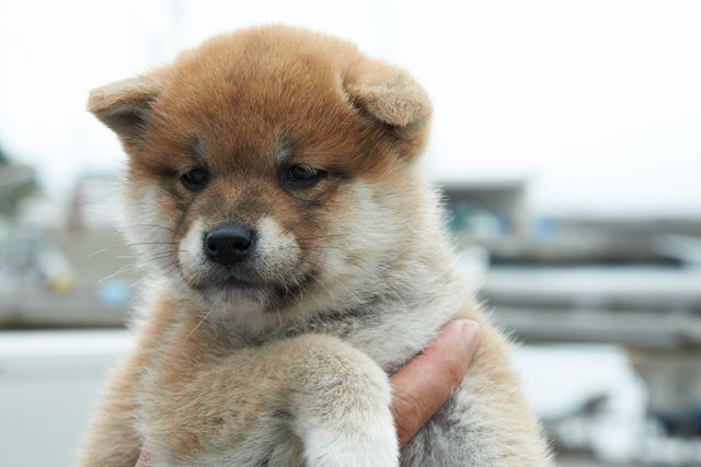 見よ！このモエモエなワンコの姿を!!「幼獣マメシバ」フォトギャラリー（49枚目）