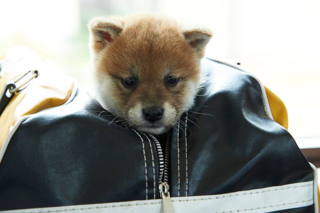 見よ！このモエモエなワンコの姿を!!「幼獣マメシバ」フォトギャラリー（50枚目）