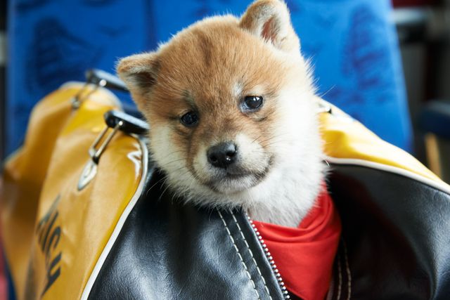 見よ！このモエモエなワンコの姿を!!「幼獣マメシバ」フォトギャラリー（51枚目）