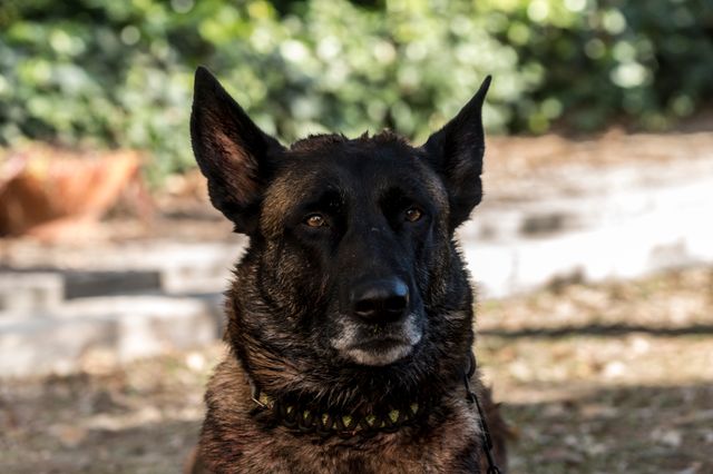 『VS狂犬』『ココディ・ココダ』ポスター＆場面写真（6枚目）